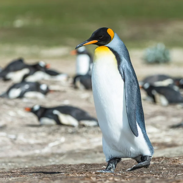 Kung pingvin promenader tänkande. — Stockfoto