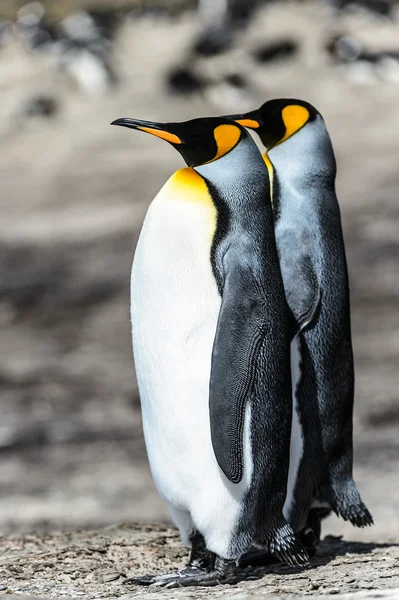 Iki Kral penguenler. — Stok fotoğraf