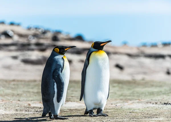 iki Kral penguenler sahil.