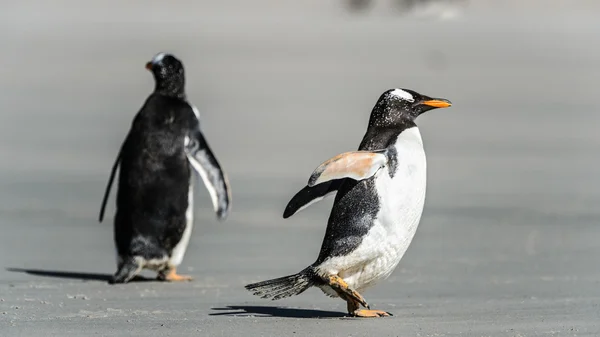 Pingüinos Gentoo cerca del agua sobre la costa . —  Fotos de Stock