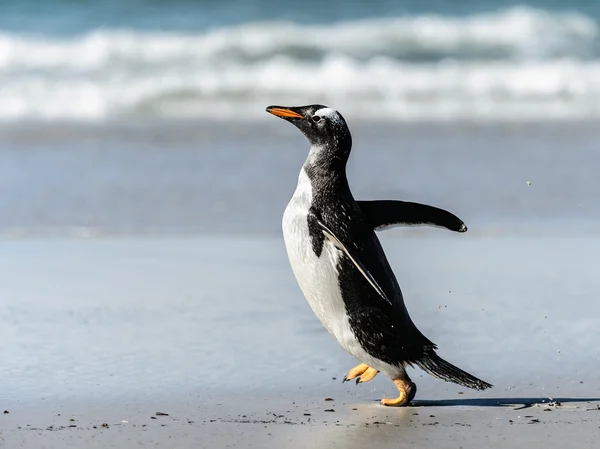 Gentoo pingwina pozach. — Zdjęcie stockowe