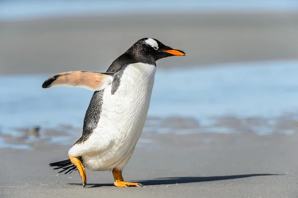 Gentoo pengueni pozlar.