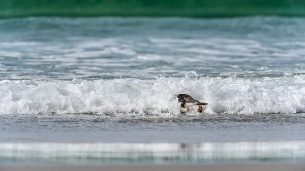 Gentoo penguin swims in the ocean. — Stock Photo, Image