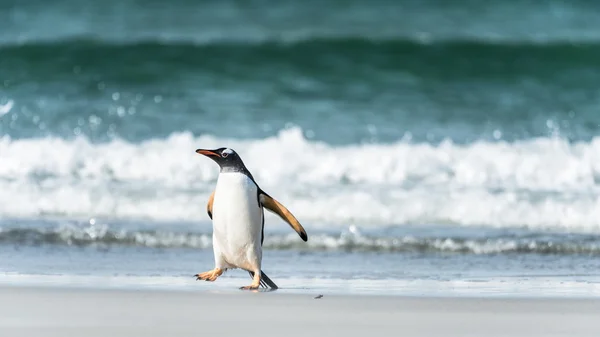 波の前での gentoo ペンギン. — ストック写真