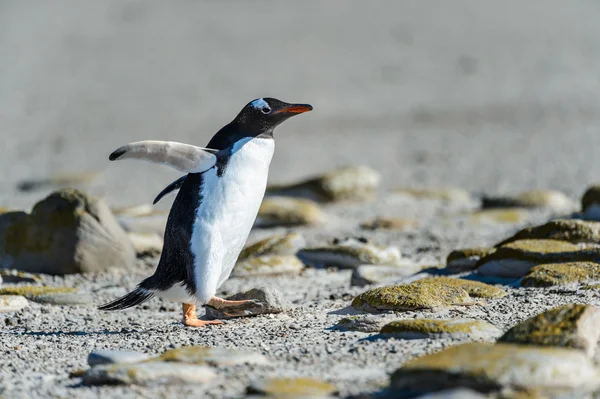Gentoo pingouin parmi les pierres . — Photo