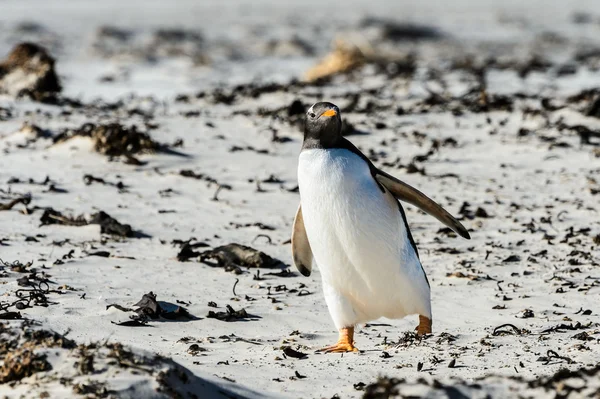 Gentoo pingouin parmi les pierres . — Photo