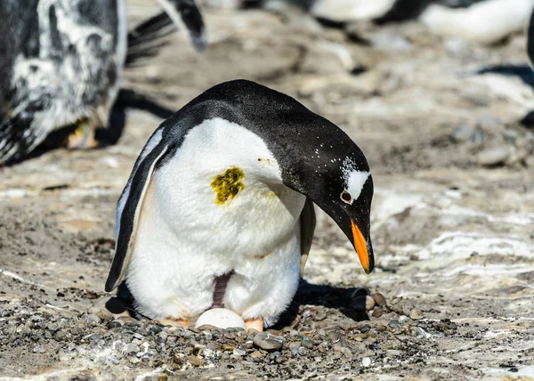 Ezelspinguïn onder de stenen. — Stockfoto