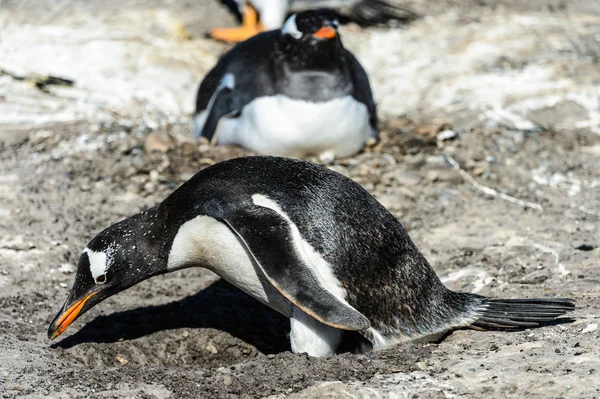 Pingwin białobrewy wśród kamieni. — Zdjęcie stockowe
