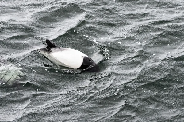 Progetto di balena di Minke . — Foto Stock