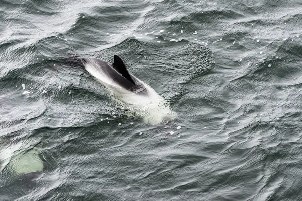 Taslak Bayağı minke balinası. — Stok fotoğraf
