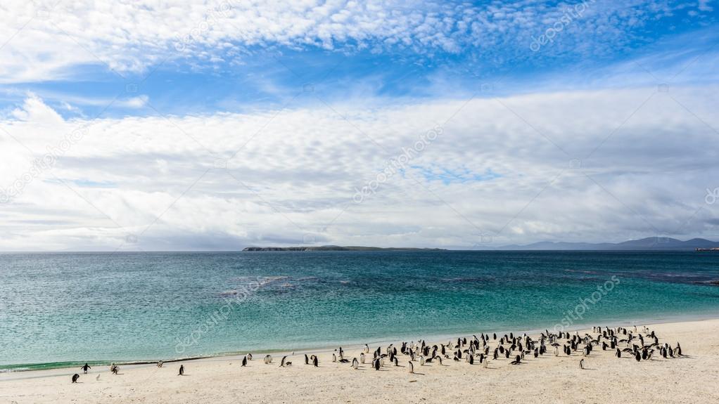 Penguins on the coast of the ocean of the Falkland Islands