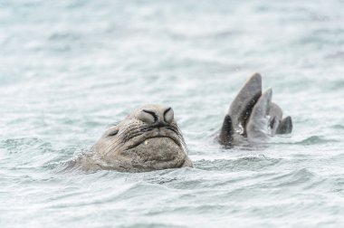 Elephant seal tries to keep the head out of the water clipart