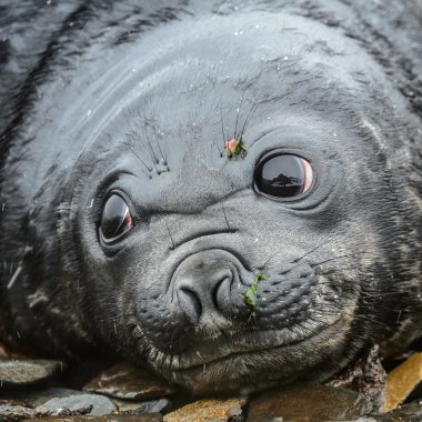 Baby Atlantic seal looks with very huge deep and beautiful eyes. clipart