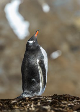 Gentoo penguin looks up. clipart