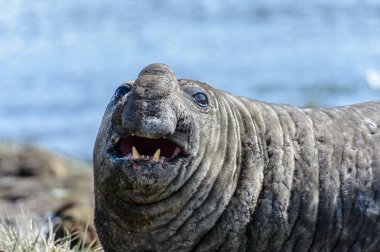 Elephant seal clipart