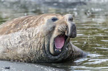 Elephant seal clipart