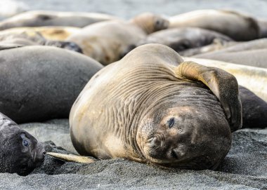 Cute seal lays on the coast clipart