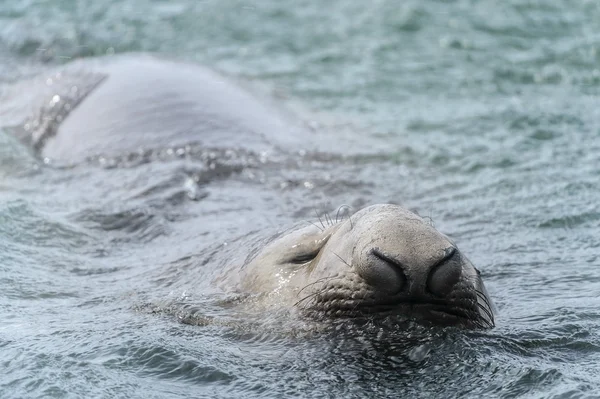 La foca elefante intenta mantener la cabeza fuera del agua — Foto de Stock