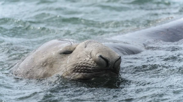 Słoń morski śpi basen. — Zdjęcie stockowe
