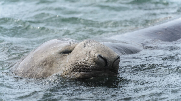Elephant seal sleeps swimming.