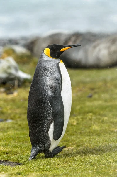 Rey pinguino en la hierba verde — Foto de Stock