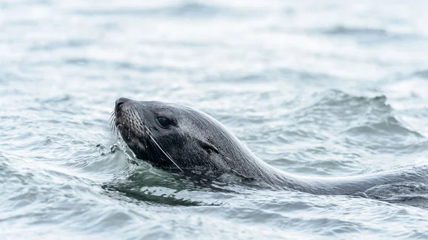 Foca de piel atlántica nada en el océano . —  Fotos de Stock