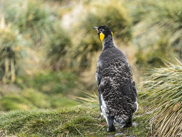 Kral penguen yürüyüşler yalnız. — Stok fotoğraf