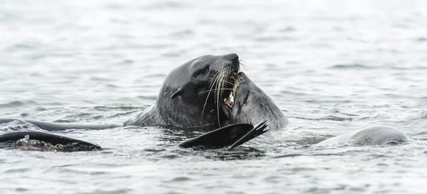 Атлантические тюлени играют вместе в воде . — стоковое фото