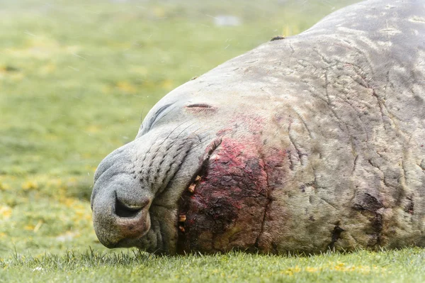 Selo de elefante dorme com um sangue sobre a boca . — Fotografia de Stock