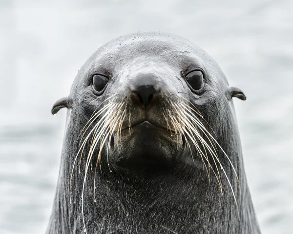 Aspetto intenso di una foca atlantica . — Foto Stock