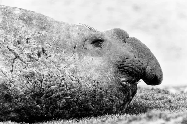 Elephant seal in black and white. — Stock Photo, Image