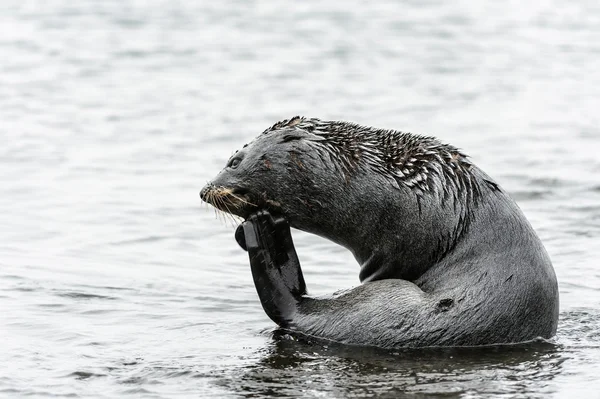 Foca de piel atlántica piensa en algo . —  Fotos de Stock