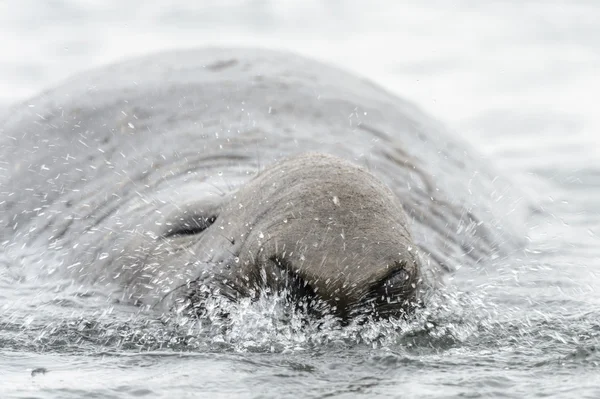 La foca elefante respira . — Foto de Stock