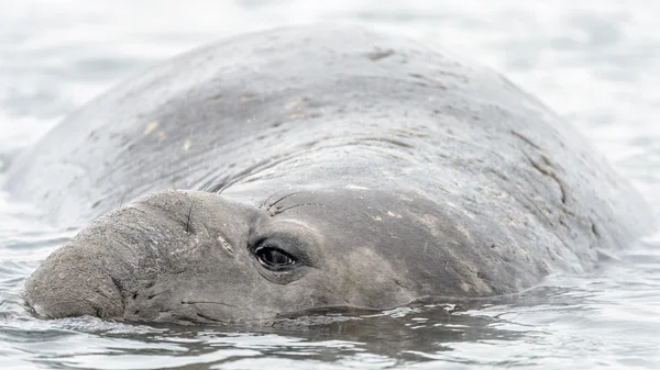 La foca elefante mira a su derecha . — Foto de Stock