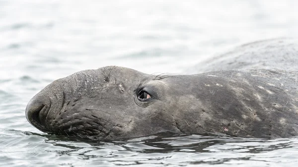 Sjöelefant och dess röda sed ögon. — Stockfoto