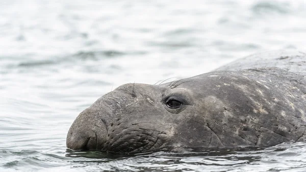 Vista cercana de una foca elefante . — Foto de Stock