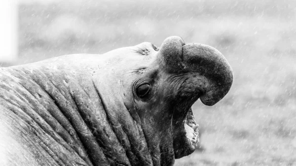 Elefante guarnizione swanks — Foto Stock