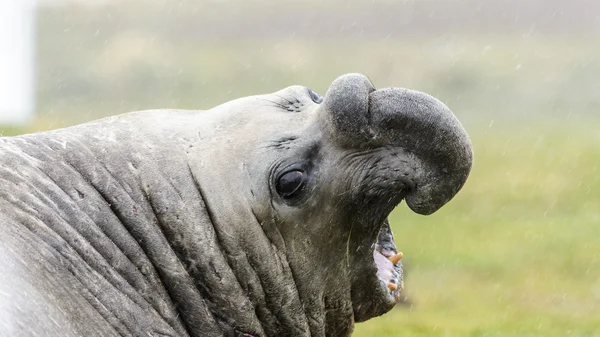 Zeeolifant kreten in volledige mond. — Stockfoto