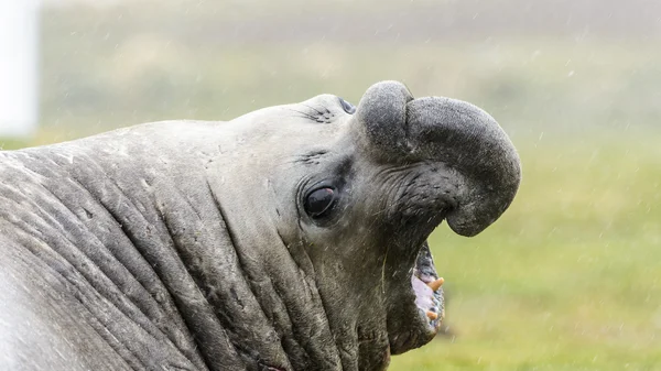 Elefante sello grita en la boca llena . —  Fotos de Stock