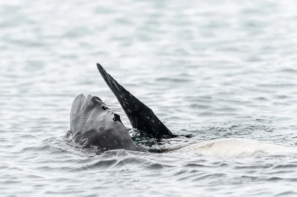 Foca de piel atlántica nada en su espalda y aplaude . —  Fotos de Stock