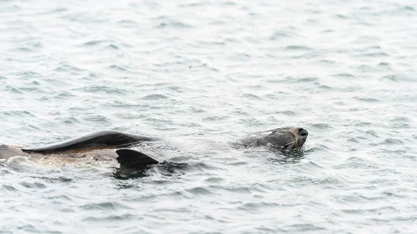 在它的背上游动的北大西洋海狗. — 图库照片