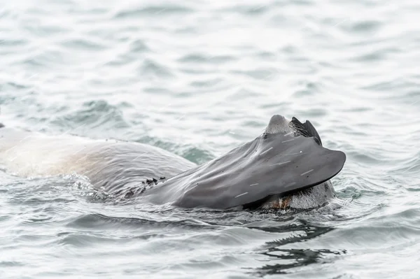 Atlantische zeebeer sluit haar gezicht met slippers. — Stockfoto