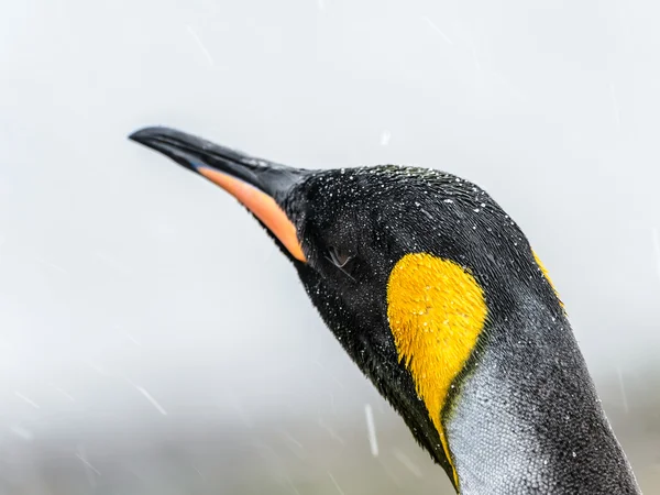 Vista da vicino del pinguino del re e la sua testa con colore diverso — Foto Stock