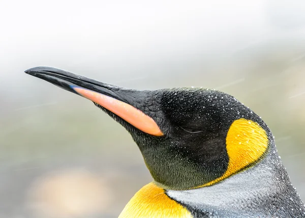 Underbara kung pingvin. — Stockfoto