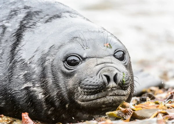 Piękne oczy dziecka atlantic Seal — Zdjęcie stockowe