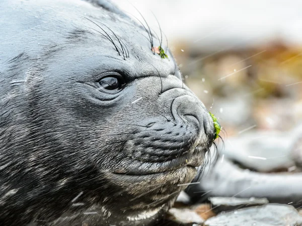 Atlantischer Seehund. — Stockfoto