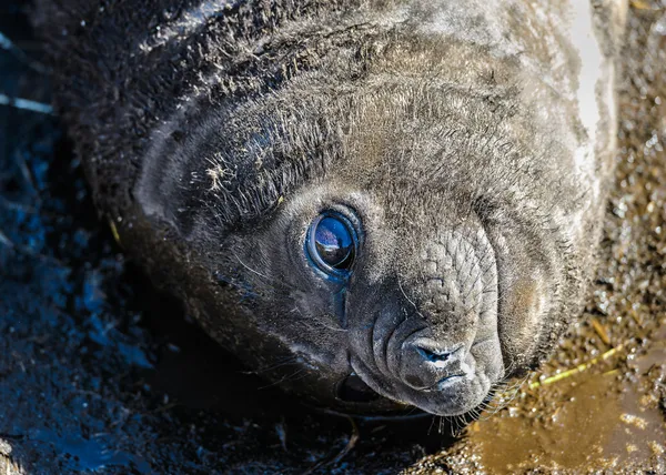 Seal lägger på marken. — Stockfoto