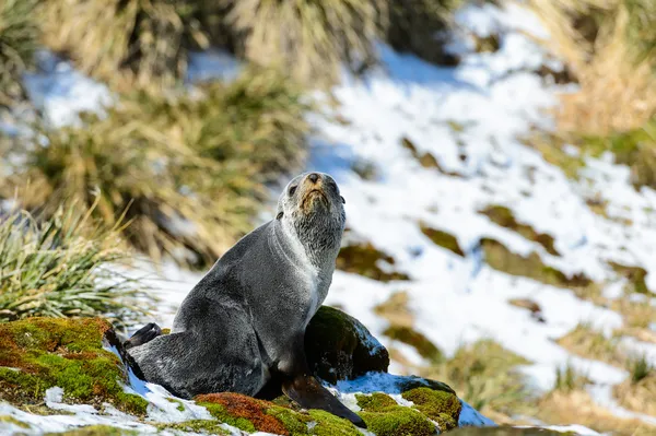 Atlantyku foki przed natura piękny śnieg. — Zdjęcie stockowe