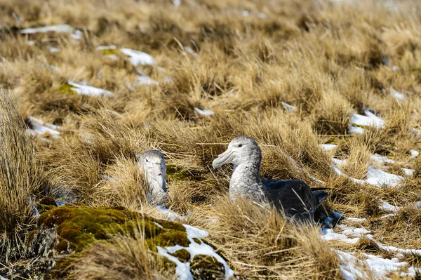 Černé peří albatrosy. — Stock fotografie