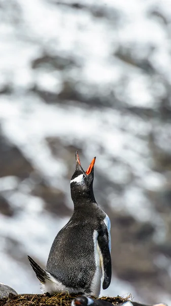 大声地向空中的 gentoo 企鹅尖叫. — 图库照片